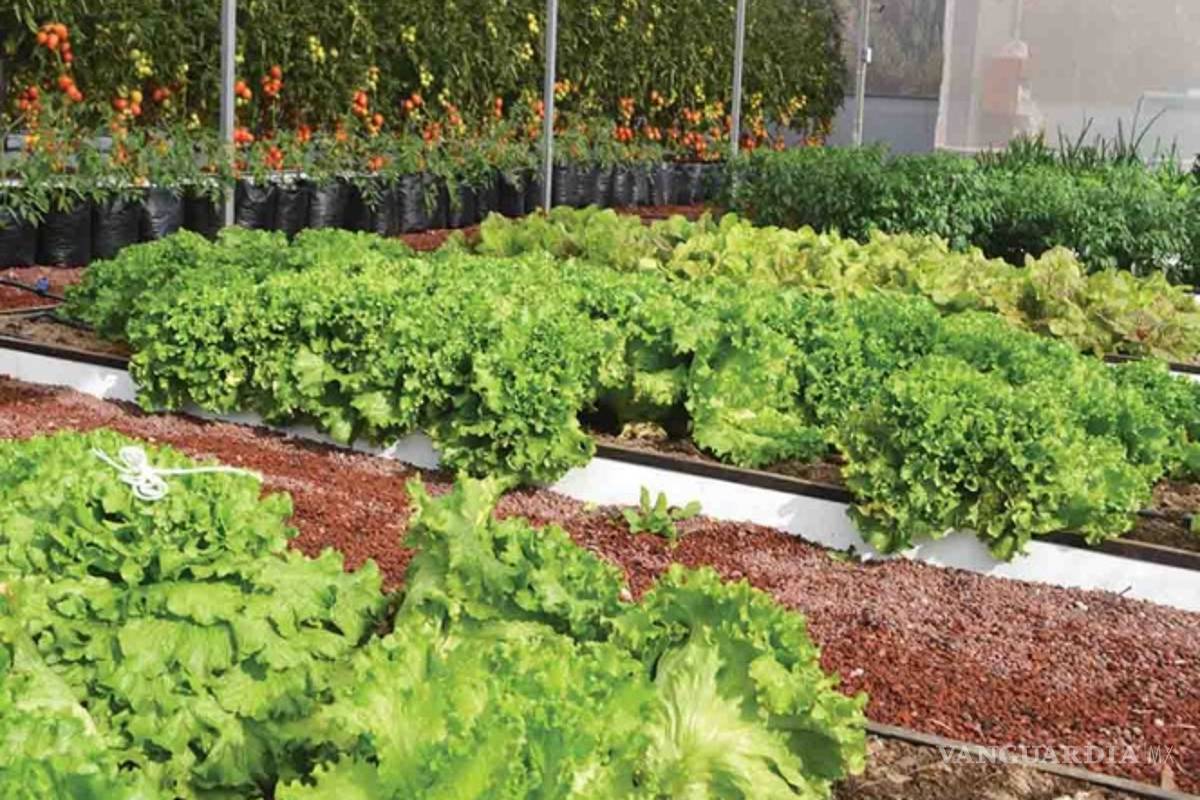 Fincas verticales serán futuro alimenticio en Latinoamérica: NASA