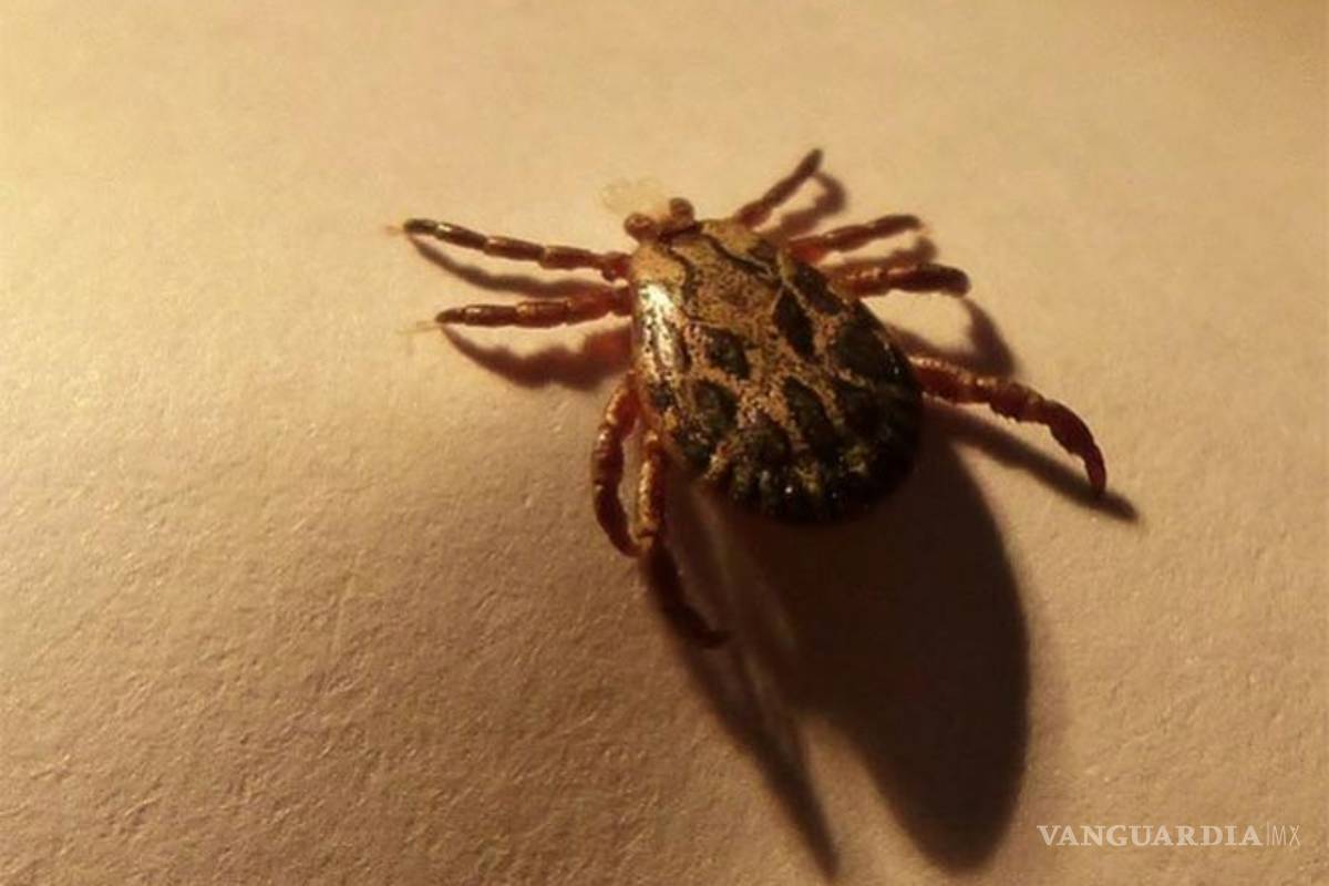 Mata garrapata a un hombre y a su hija en Chihuahua