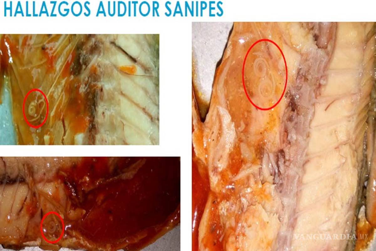 Perú lanza alerta sanitaria internacional ante conservas chinas con parásitos