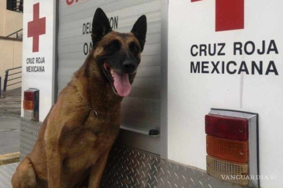 ‘Balto’, otro de los héroes caninos que busca vidas entre escombros