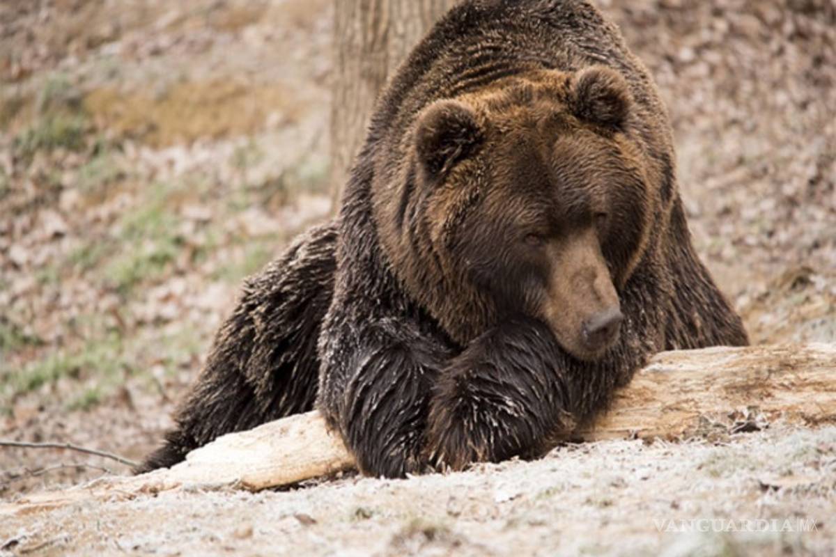 Mata a oso en peligro de extinción para probar su carne