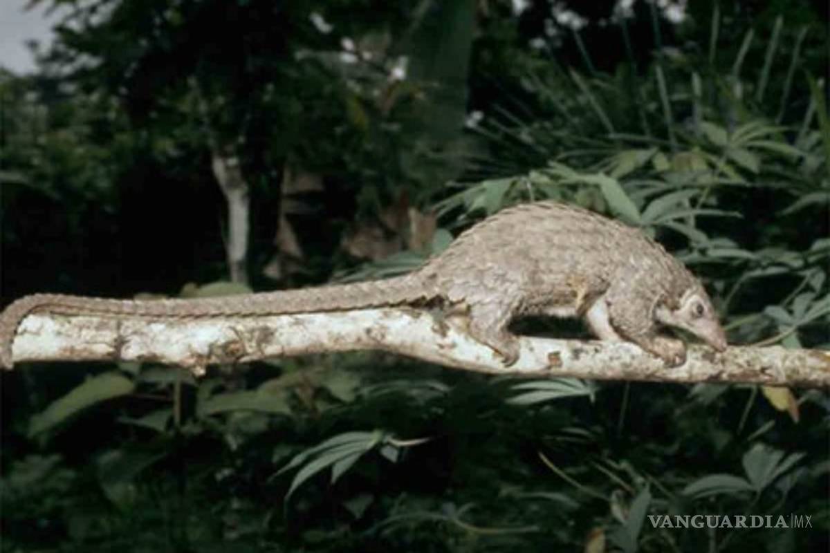 Coronavirus chino también se aloja en los pangolines