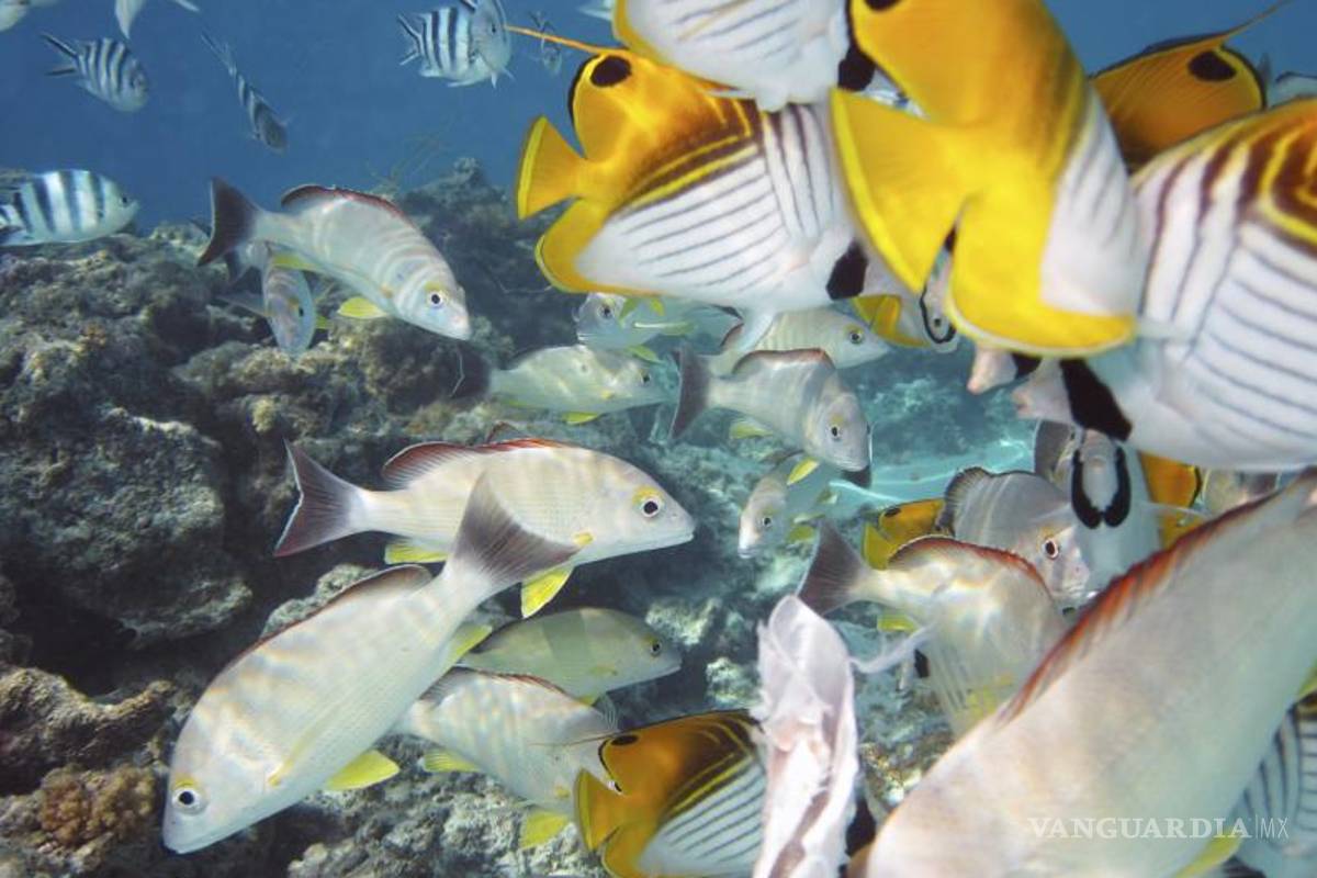 $!Tienen las Islas Cook la reserva marina más grande del mundo