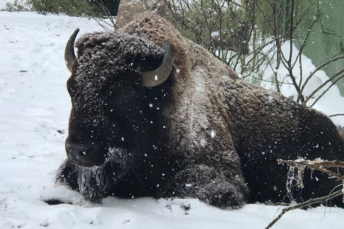 No afecta frío a animales del Museo del Desierto de Saltillo, afirma experto