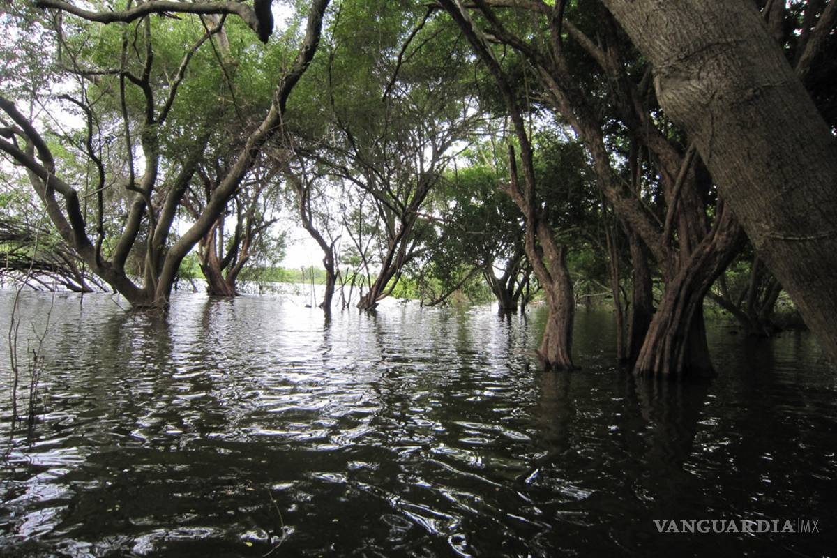 Acelerada urbanización ha llevado a pérdida de vegetación y humedales en Tabasco