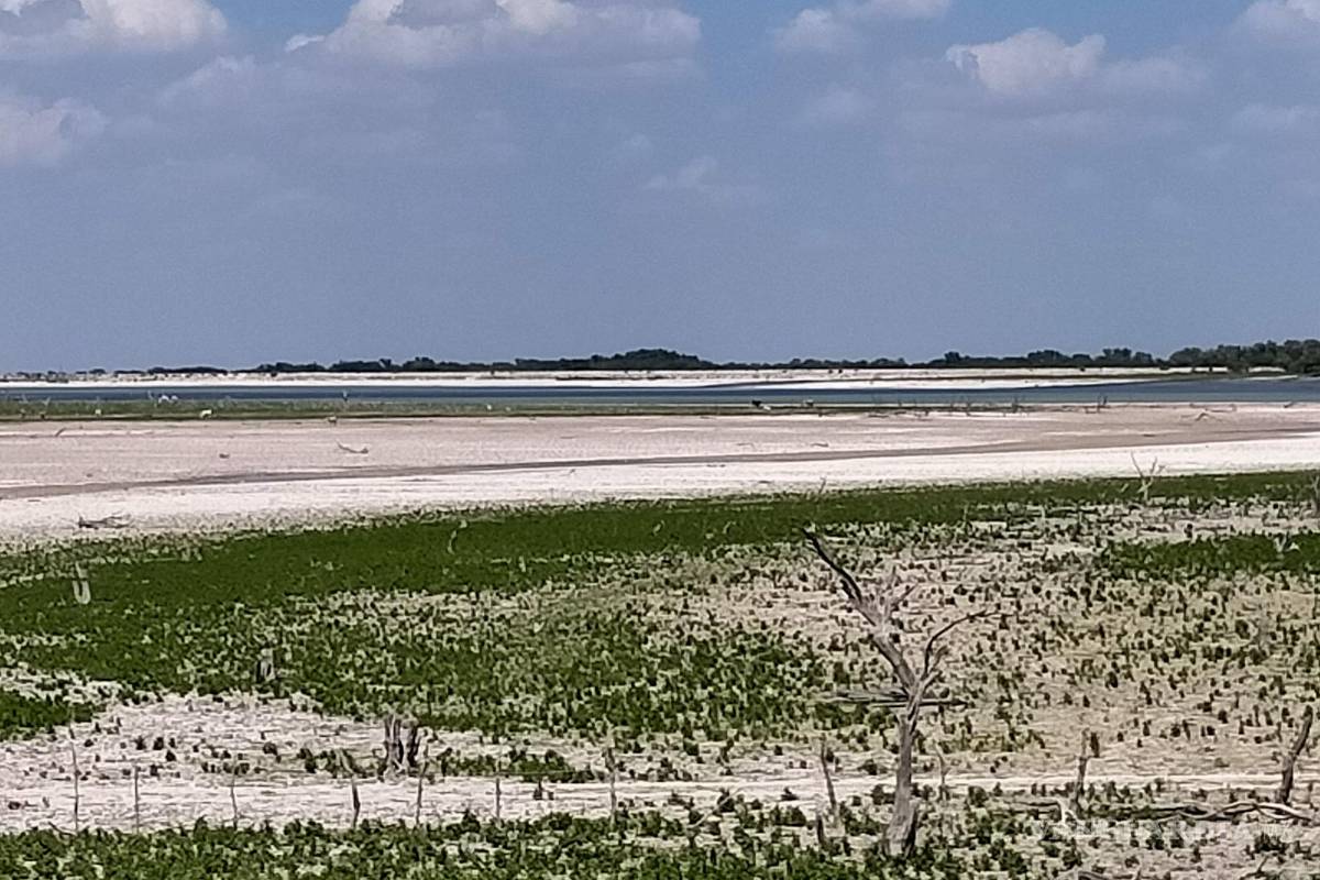 Ejidos de Jiménez anhelan lluvias de 6 a 10 pulgadas