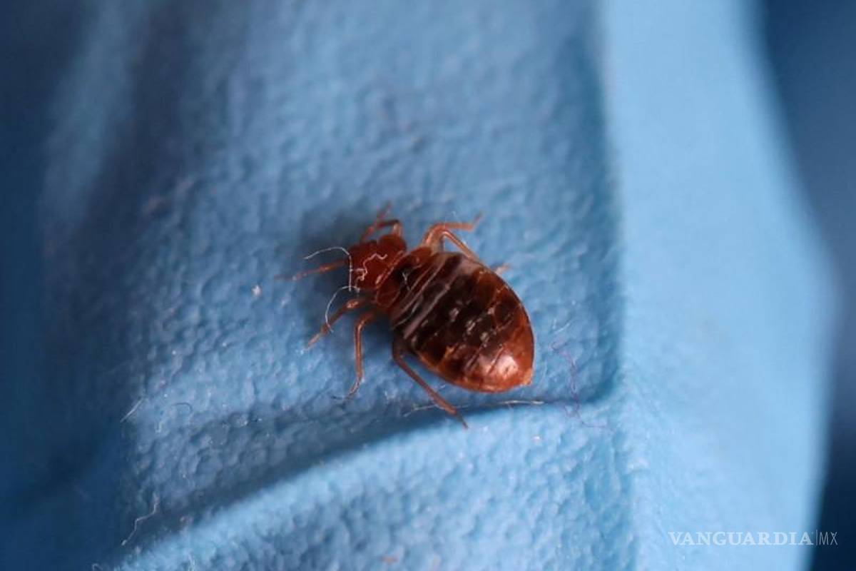 ¡Sólo una! Encuentran primera chinche en UNAM... tras días de búsqueda y fumigación