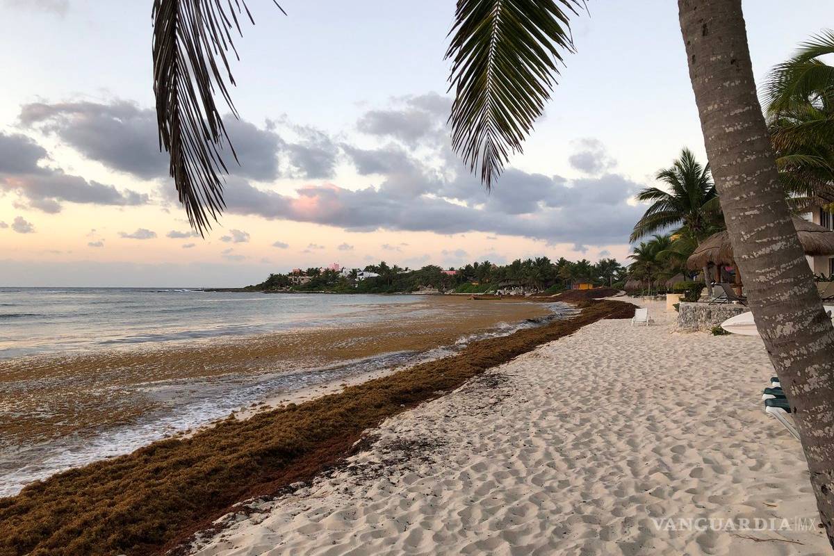 ¿Qué es el sargazo?, fenómeno que afecta a la Riviera Maya