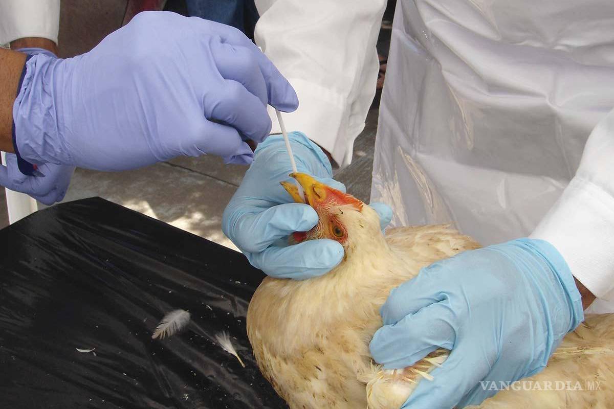 Gripe aviar no es riesgosa para los humanos: Sader