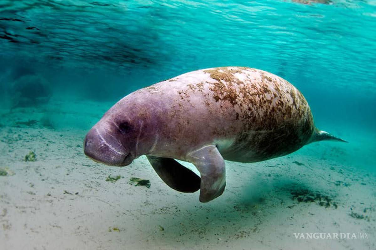 Mueren 70 manatíes en aguas de Tabasco