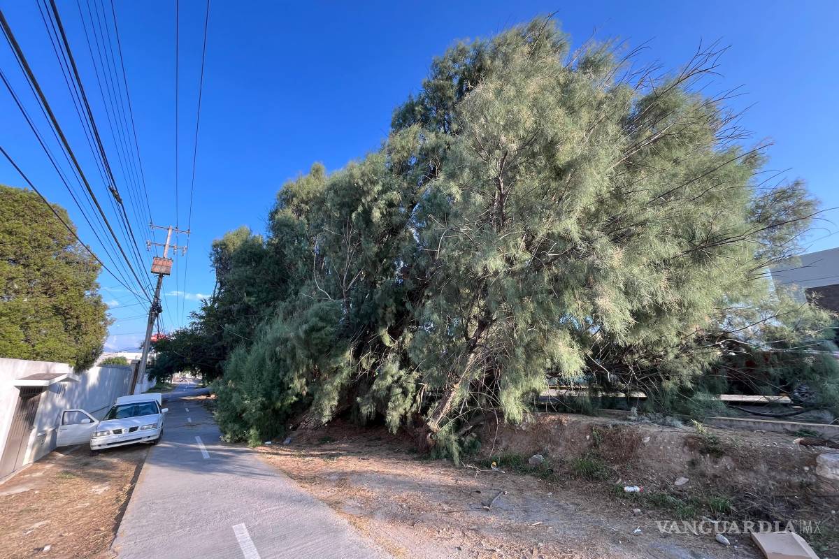 Cae árbol sobre bulevar Jesús Valdez Sánchez y afecta circulación en Saltillo