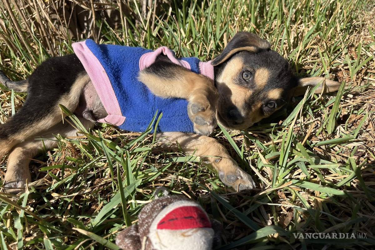 Saltillo: ¡Rifa solidaria en redes sociales! Ayuda a Cookie a superar el moquillo