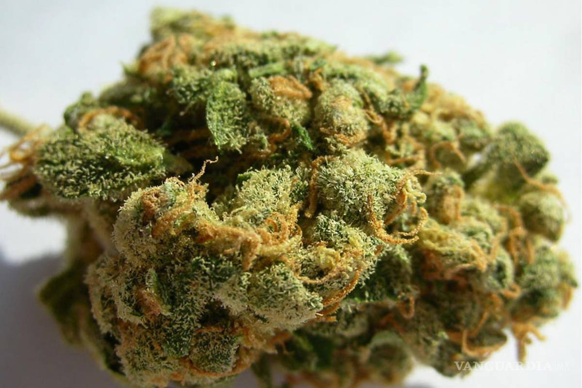 $!Las 10 variedades de 'mota' más exóticas