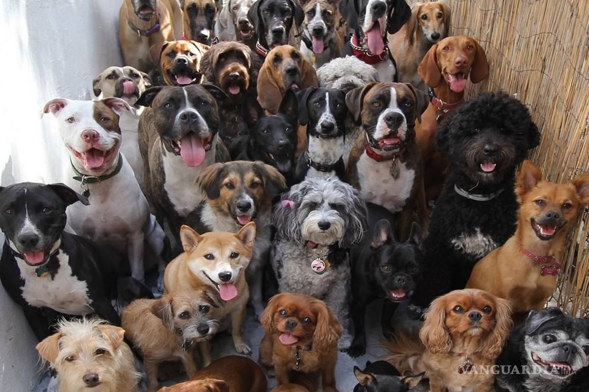 Los peores perros para los niños