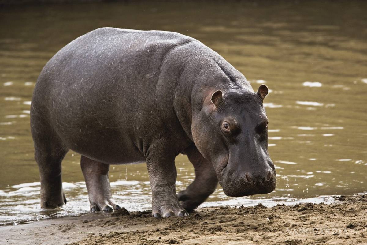 Muere en Tabasco el tercer hipopótamo