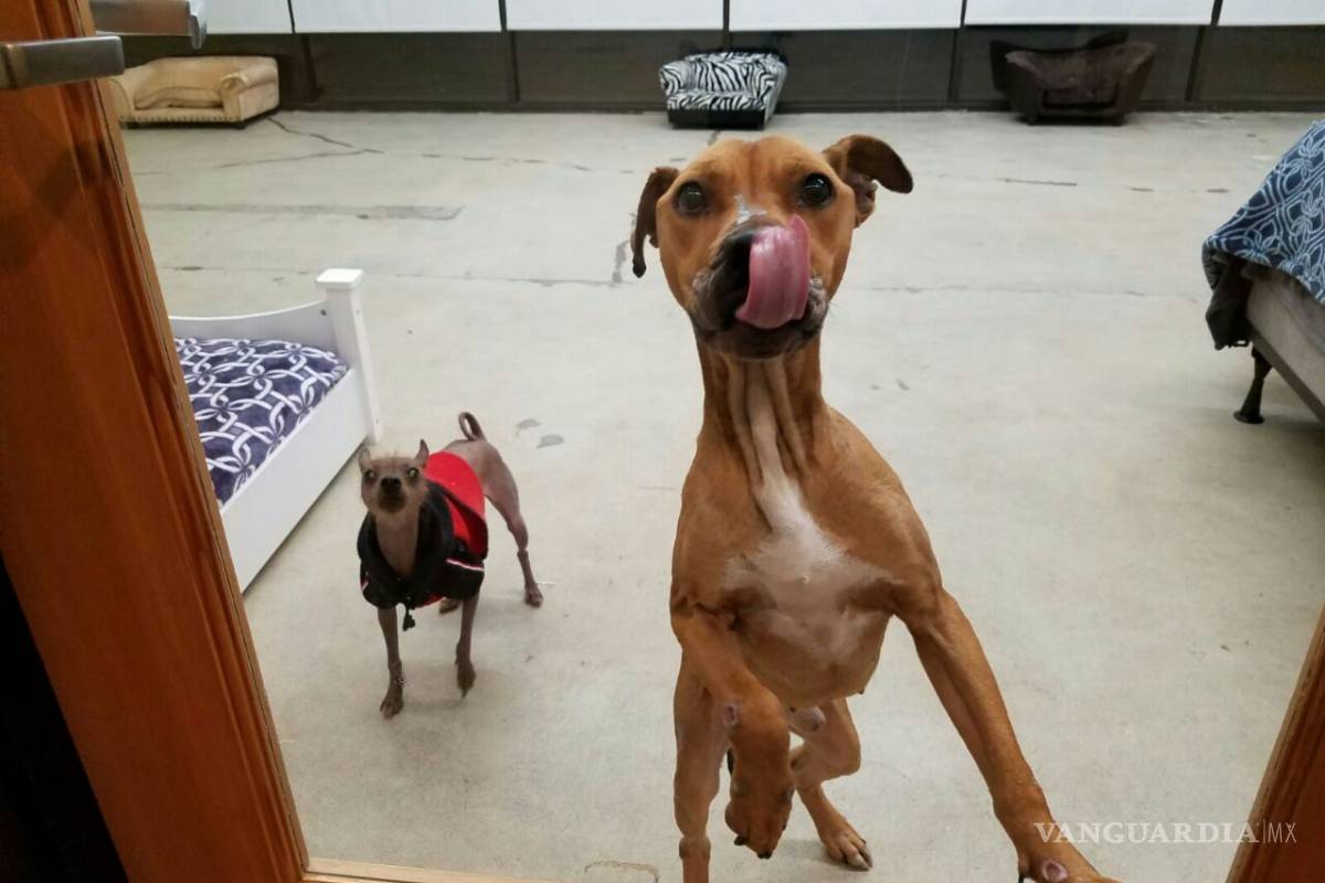 Revelan que el perro Max fue violentado a golpes y que sufre de desnutrición