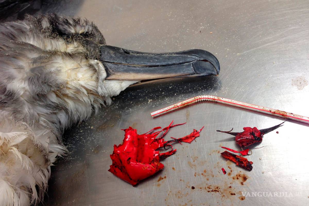 Científicos: Contaminación con plástico es enorme