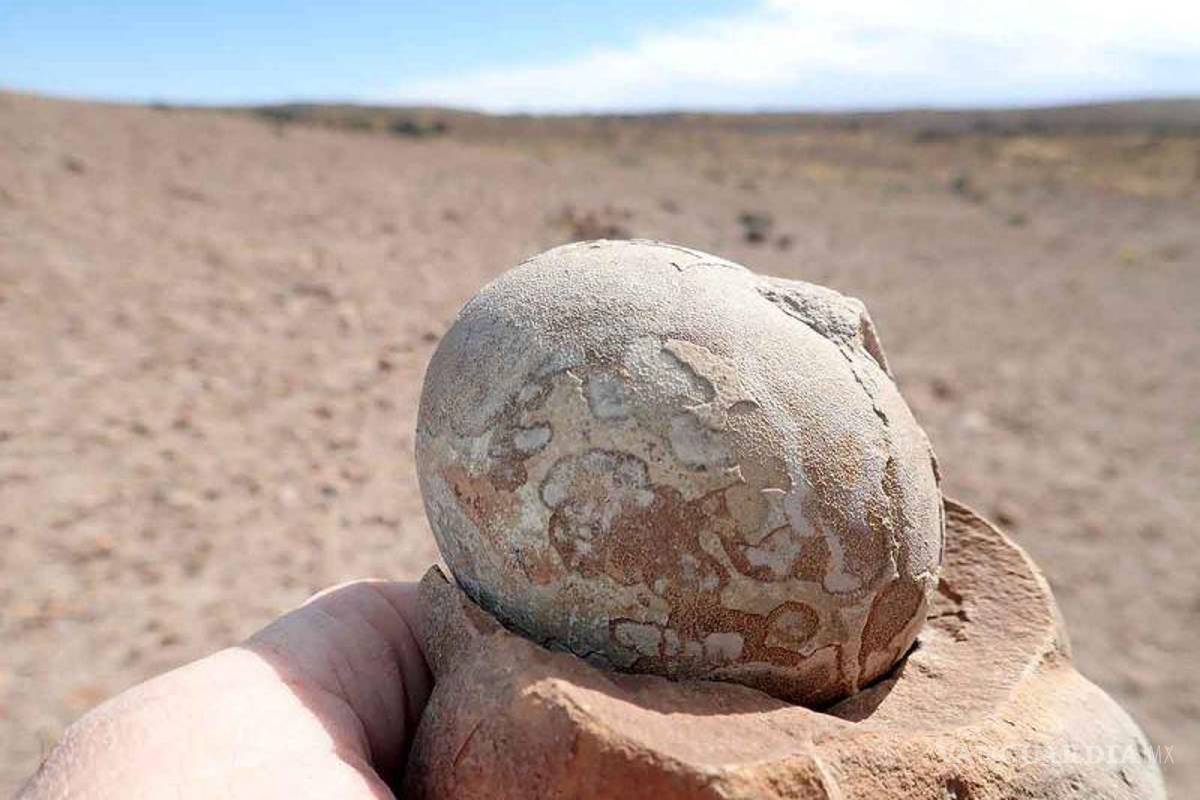 Hallan en Argentina más de 100 huevos de dinosaurios fosilizados