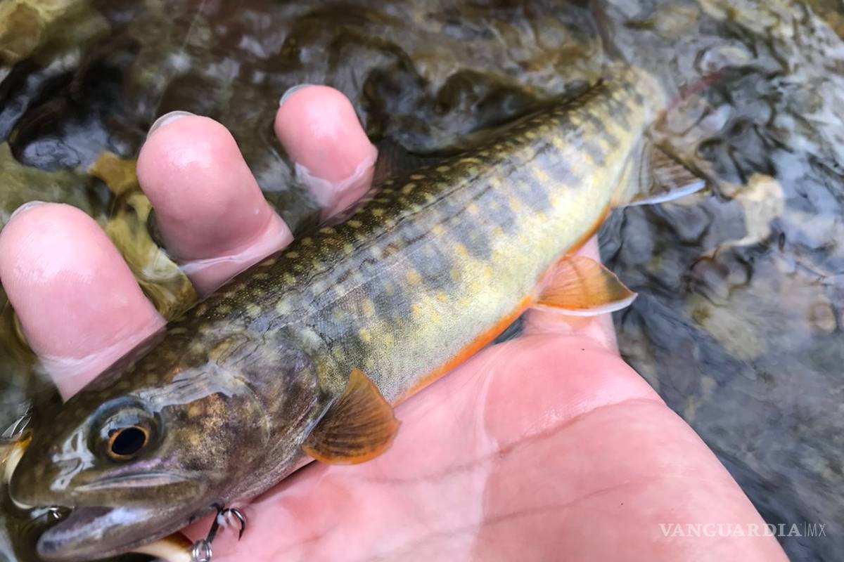 Tercio de parásitos que benefician ecosistema en peligro de extinción