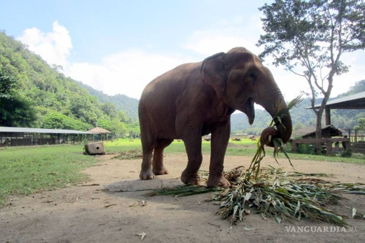 Elefante empuja a elefante contra público en Alemania