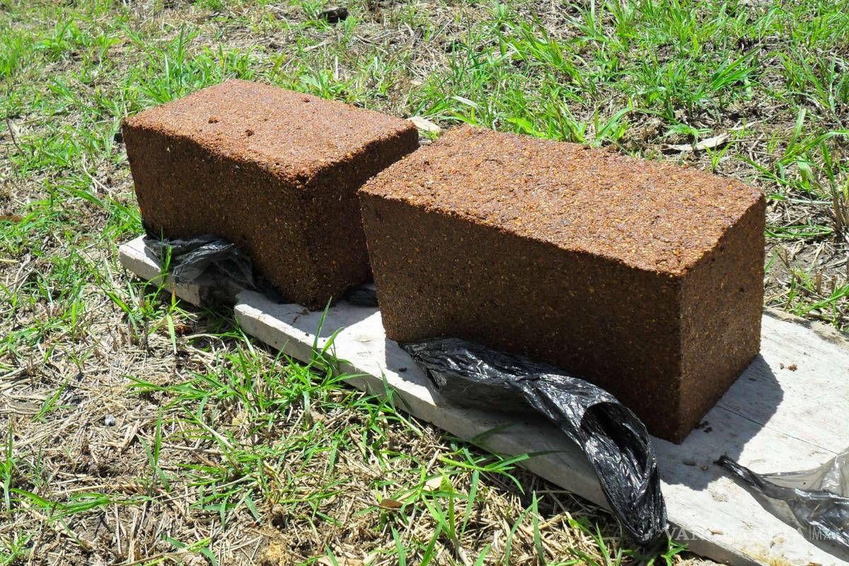 Coahuila, de los que más exportan ganado a EU