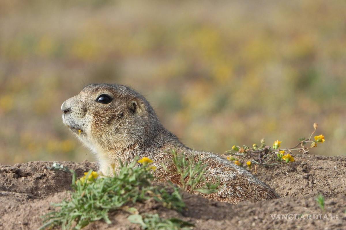 $!Sus madrigueras abandonadas sirven de refugio para otras especies como el tecolote llanero,