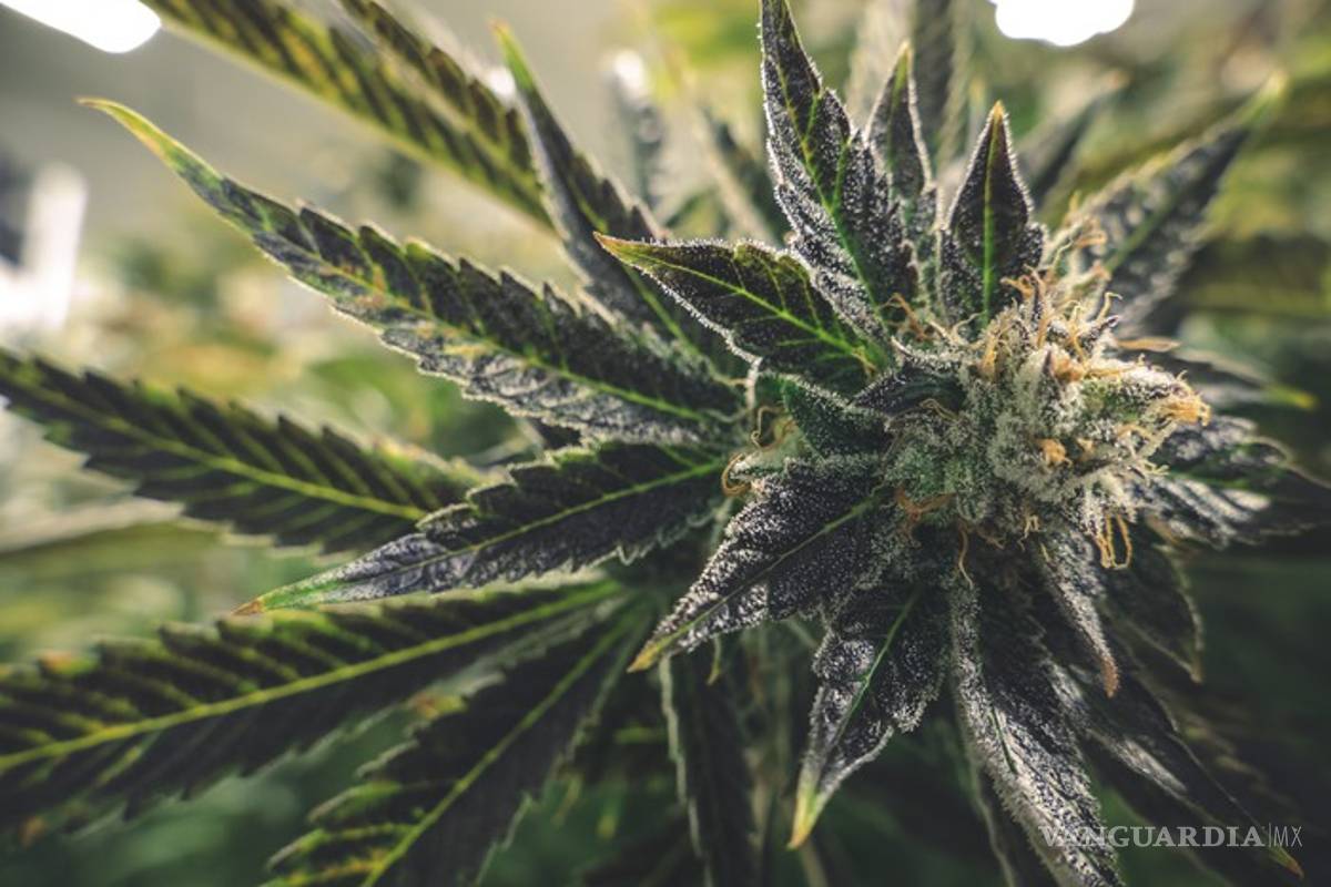 Proponen se despenalice la cannabis en México