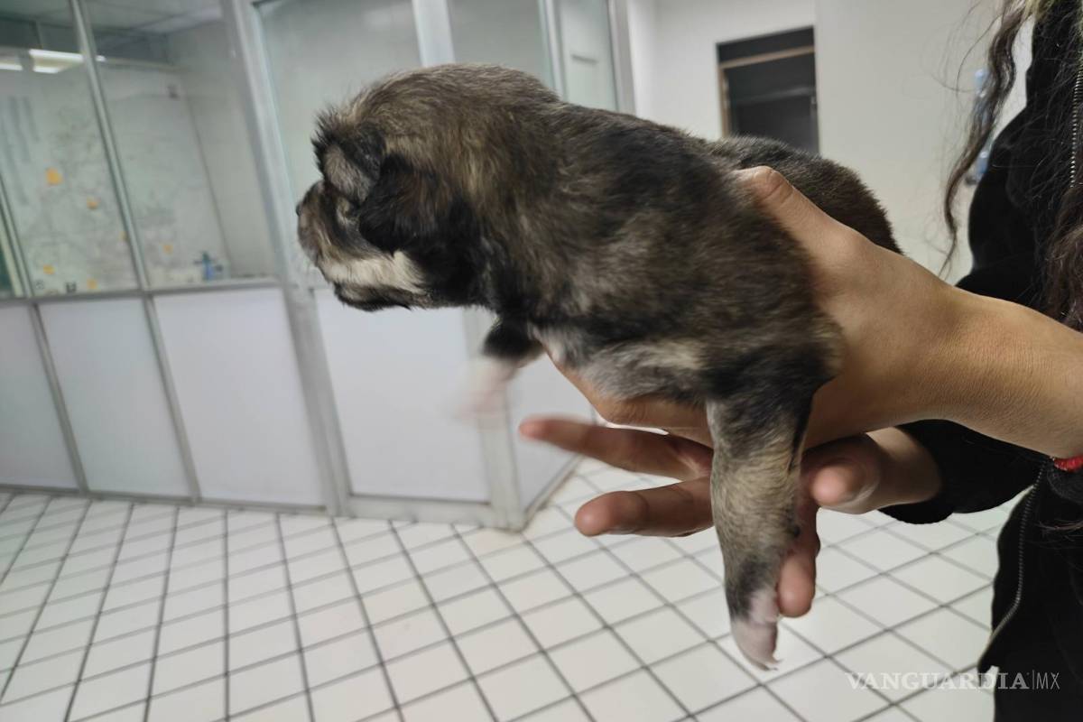 Torreón promueve la adopción responsable como medida de bienestar animal