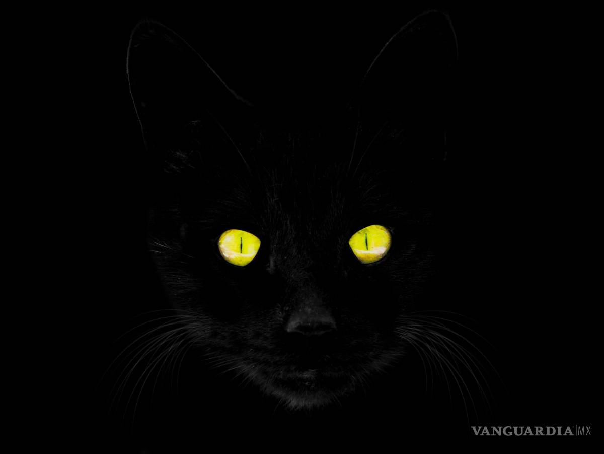 $!Los gatos negros son criaturas fascinantes que han cautivado al ser humano durante siglos, pero no siempre por las razones más positivas.