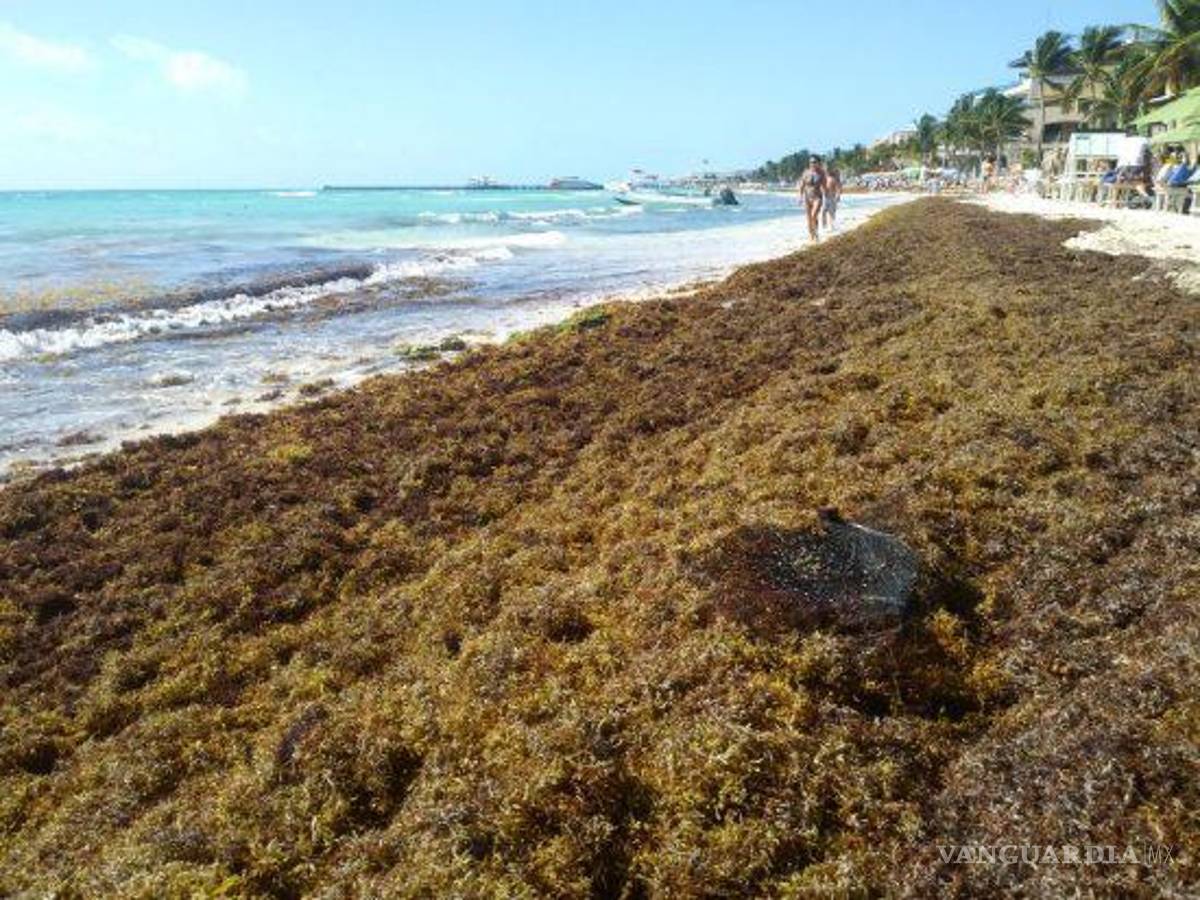 $!De acuerdo a datos proporcionados por el estado, en el 2022 se recolectaron un total de 54 mil toneladas de sargazo en todo el estado