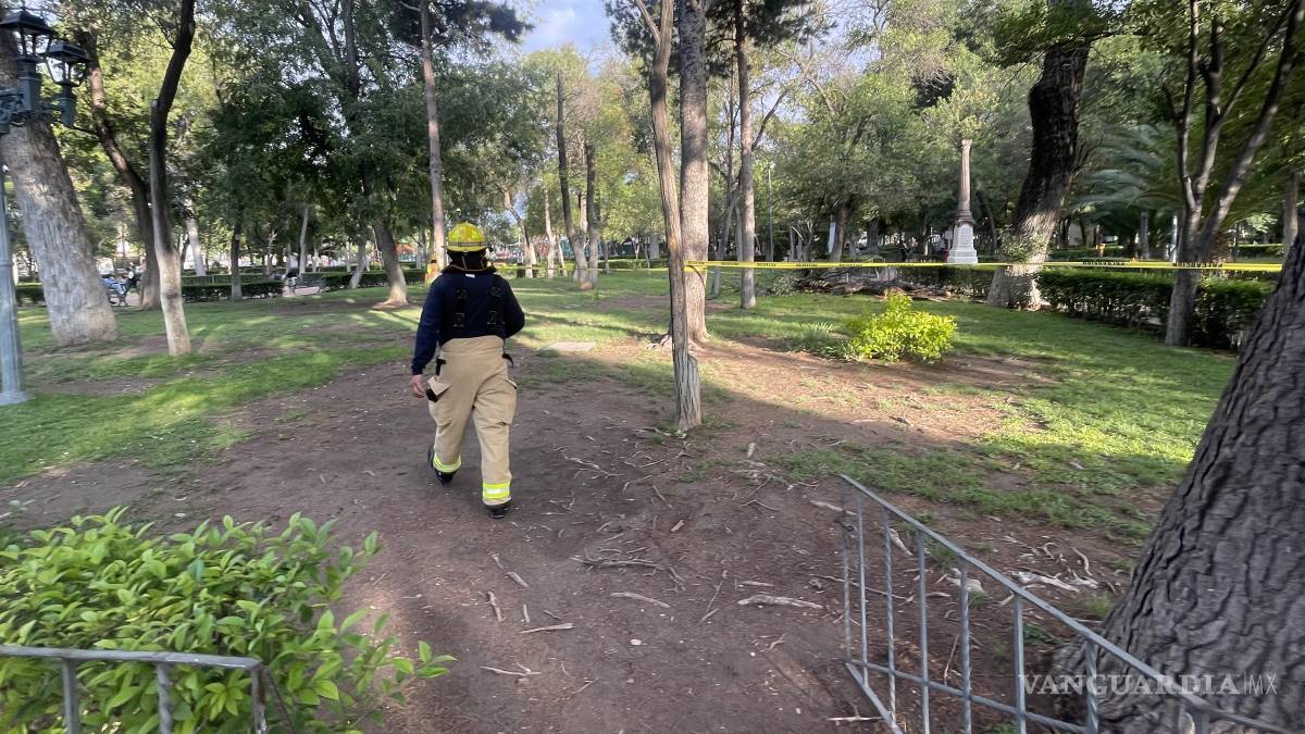 Se desploma árbol con enjambre de abejas, en Saltillo