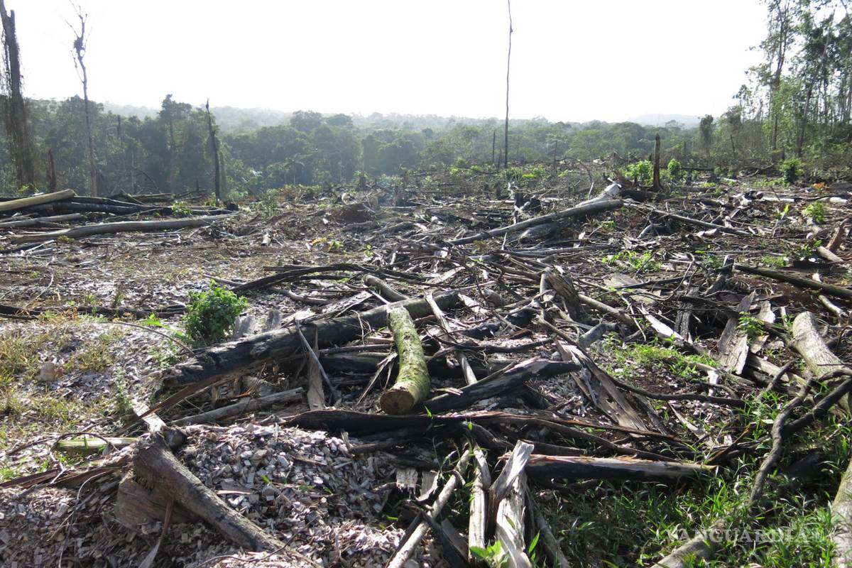 Destruir biodiversidad causará pandemias más graves que la de COVID-19, advierten