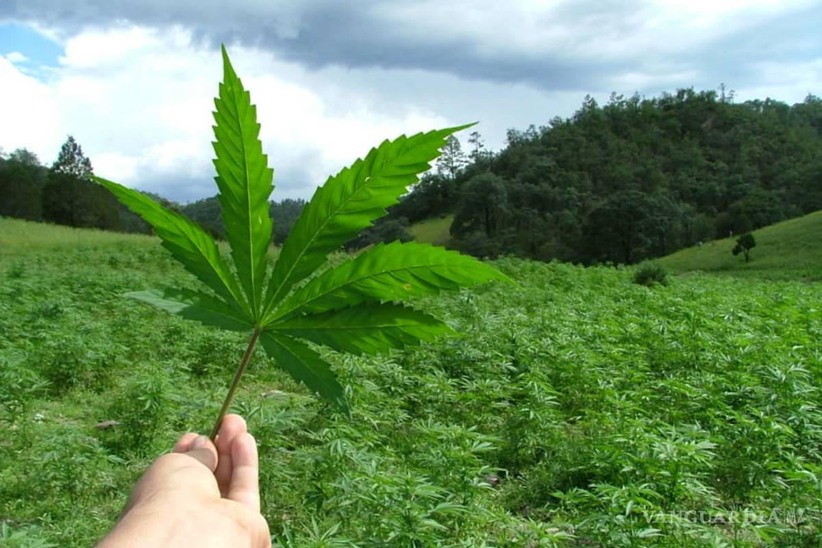 La mayor plantación legal de cannabis de América Latina crece en Chile