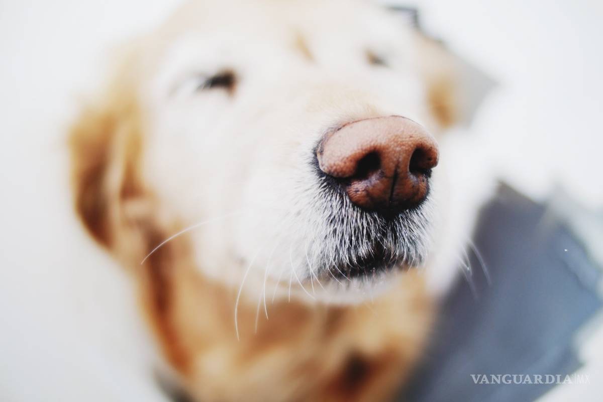 $!¿Es posible entrenar a perros para que huelan y detecten el COVID?