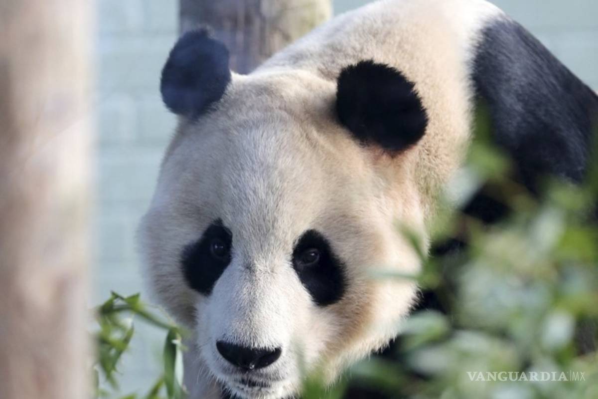 Oso panda deja de ser una especie en peligro de extinción