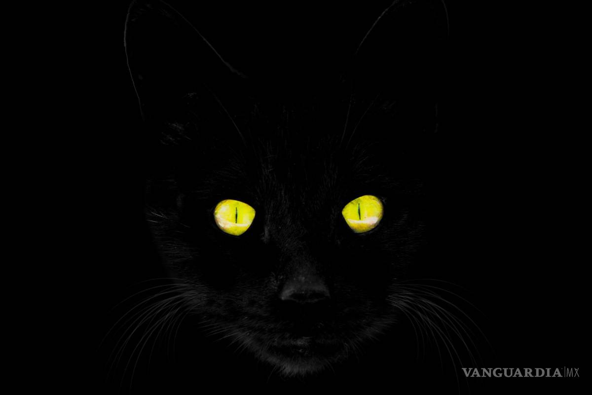 $!Los gatos negros son criaturas fascinantes que han cautivado al ser humano durante siglos, pero no siempre por las razones más positivas.