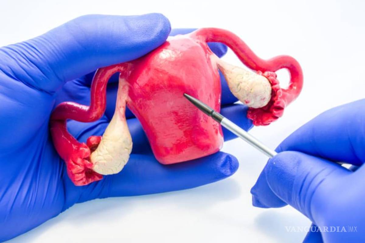 Buscan lograr trasplante de útero a mujeres trans, lo que les permitiría tener hijos