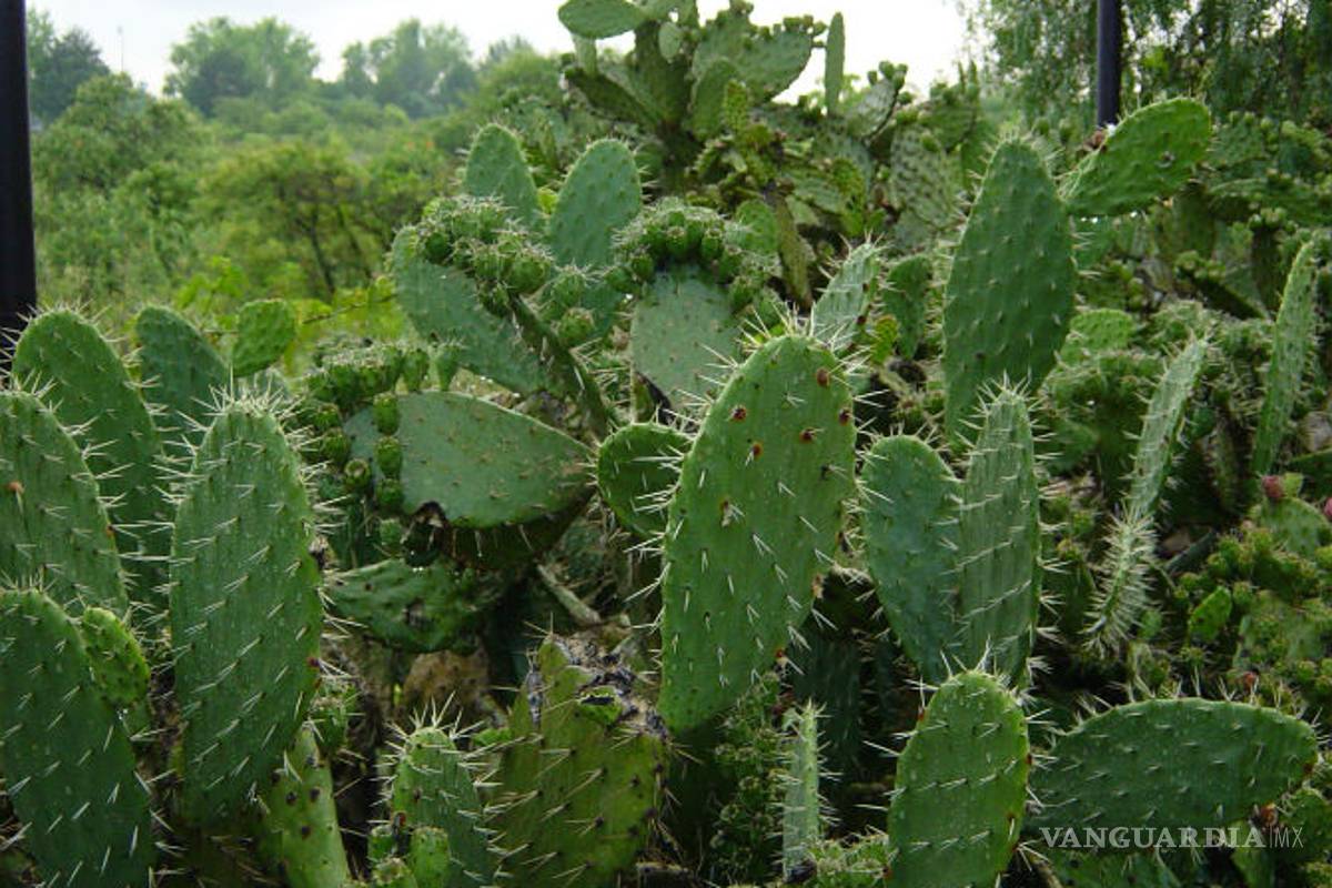 Michoacanos desarrollan un biocombustible con nopales