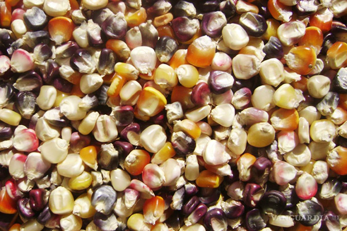 Protegen al maíz nativo con nueva ley