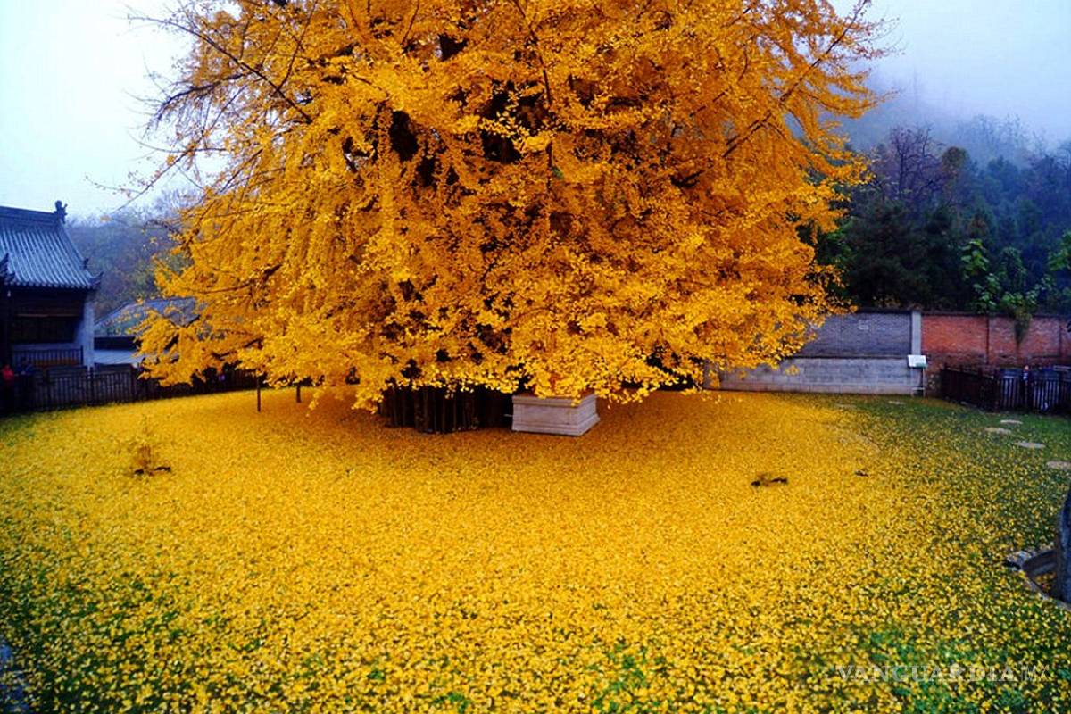 Ginkgo, el árbol chino que maravilla a internet