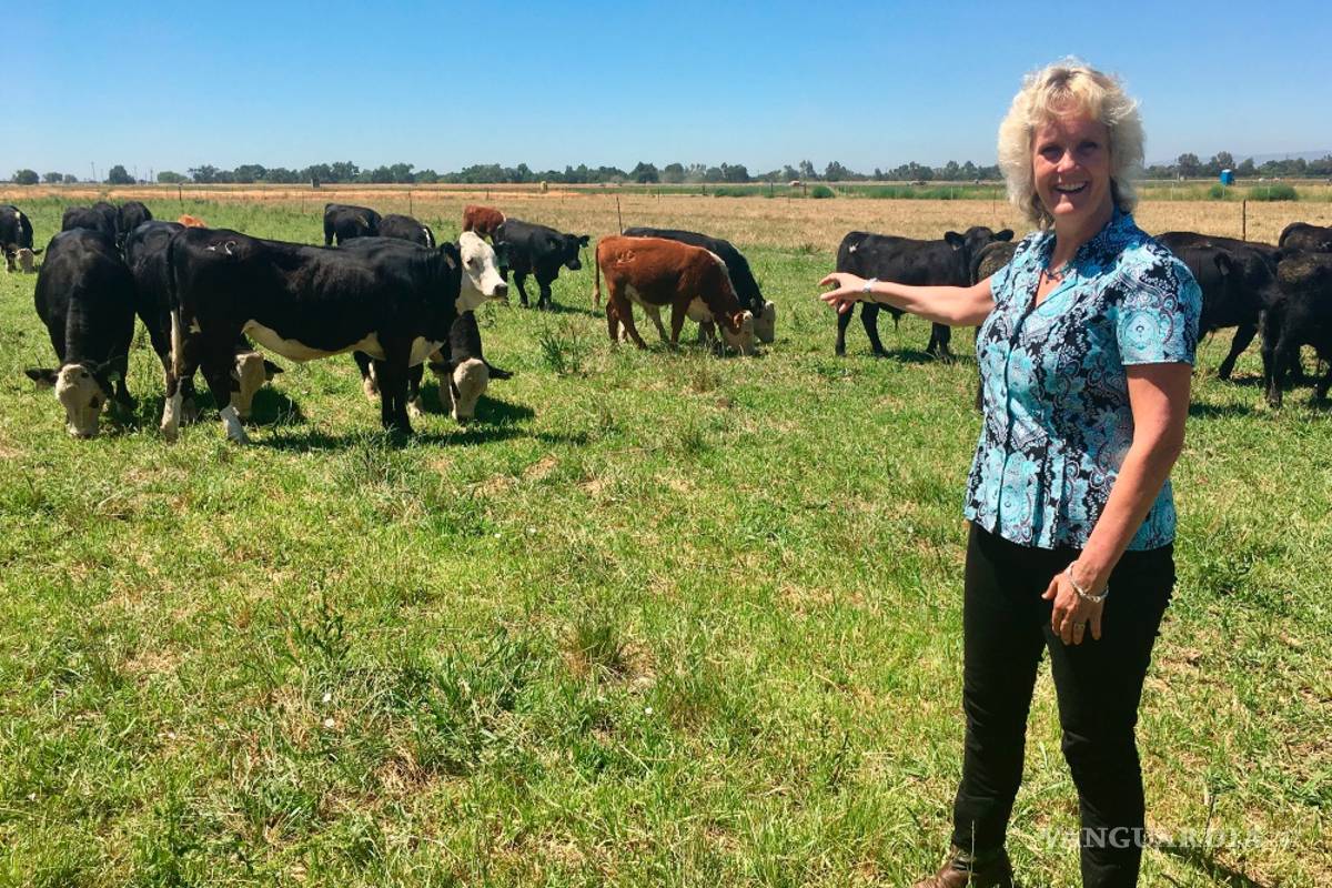 Te imaginas vacas lecheras sin cuernos, Recombinetics lo hace posible