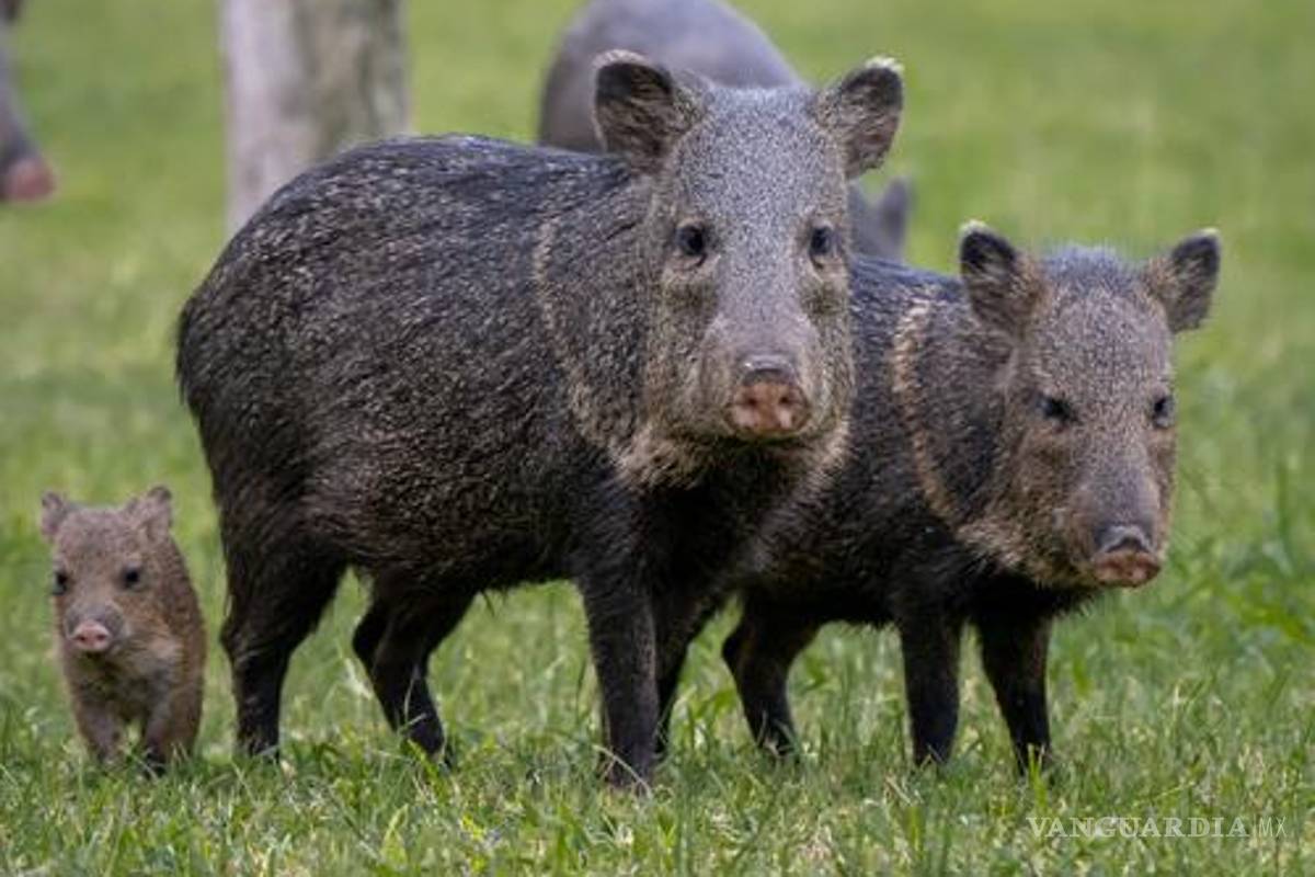 $!Imagen referencial de una familia de pecarís