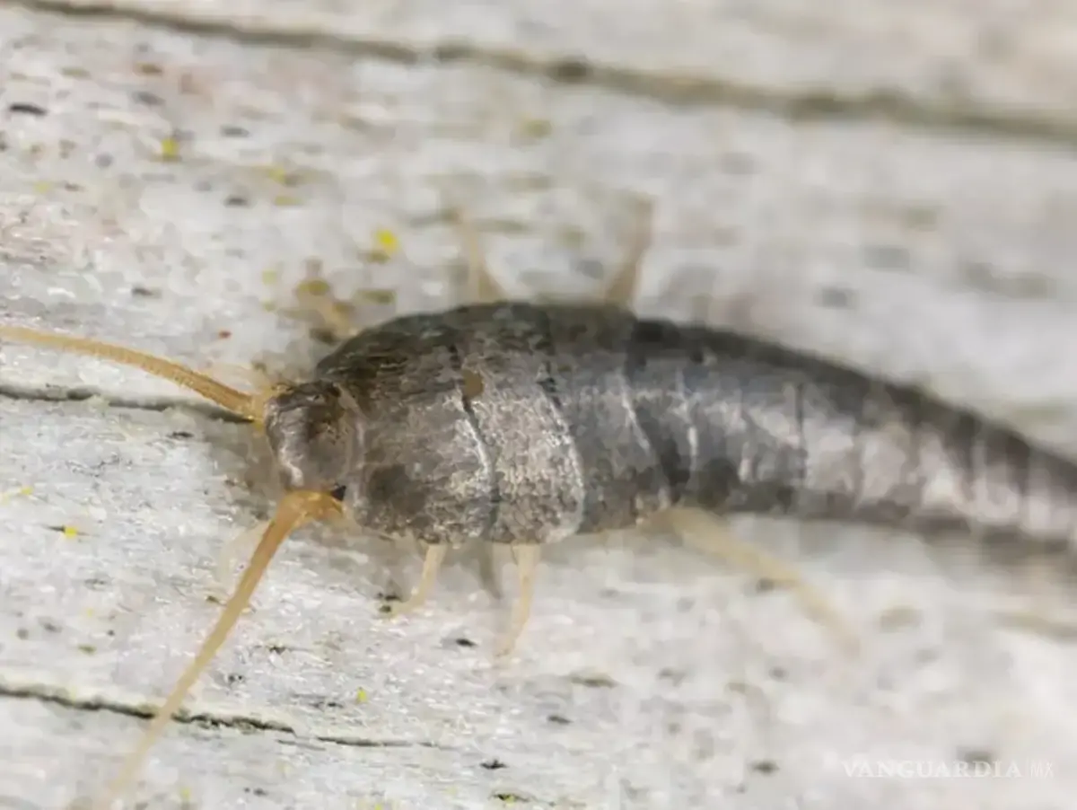 $!Los pececillos de plata, conocidos científicamente como Lepisma saccharina, son pequeños insectos sin alas.
