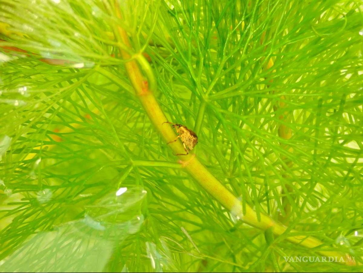 $!Gorgojo de Cabomba, más pequeño que un grano de arroz.