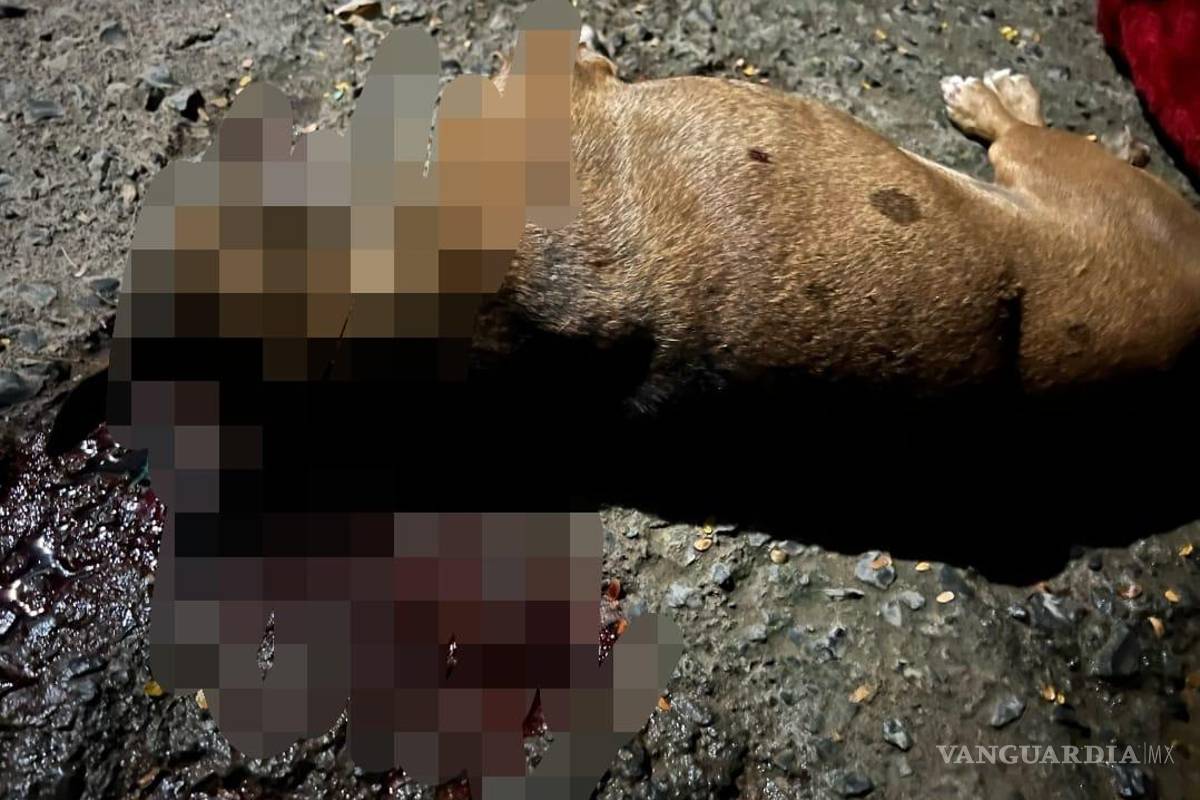 Identifican a policía que dio muerte al perrito ‘Choco’, en Nuevo León