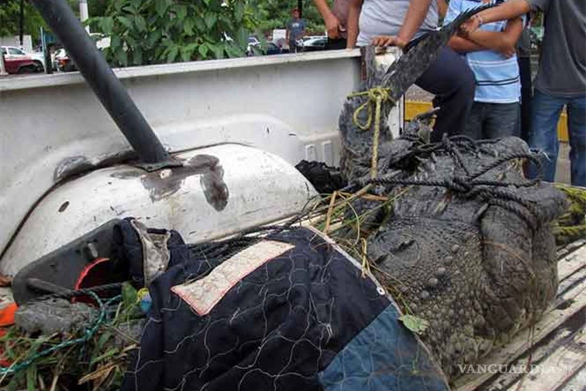 Cocodrilo causa pánico; merodeaba en la Universidad Michoacana