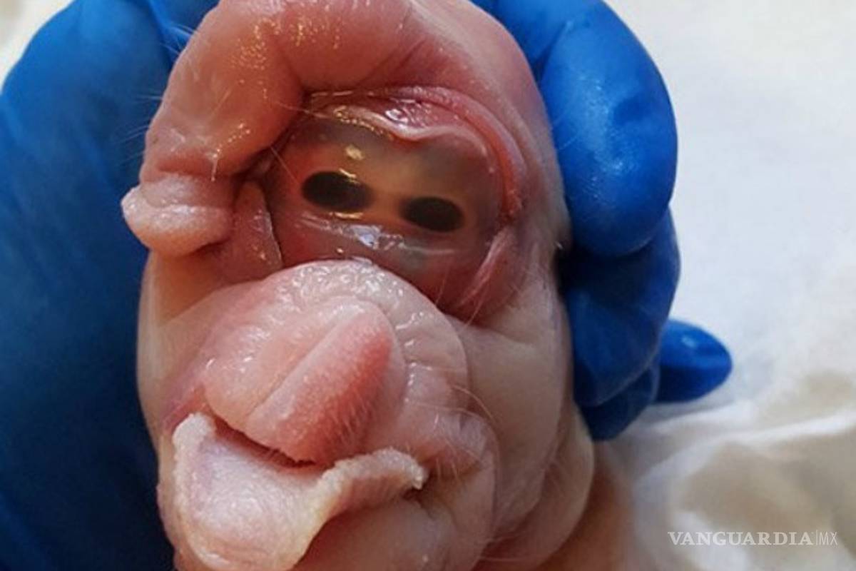 Repulsiva imagen de una supuesta criatura espacial sacude internet