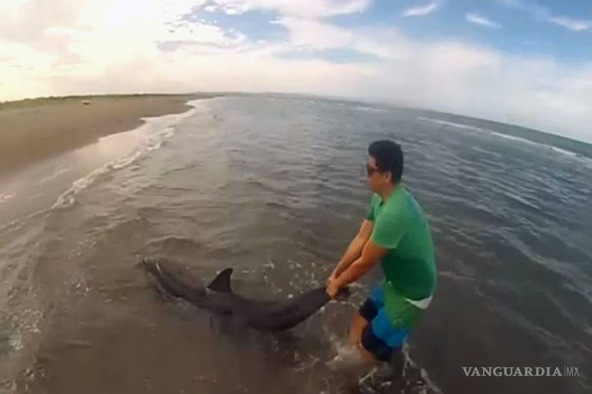 Hallan a delfines varados en Baja California Sur