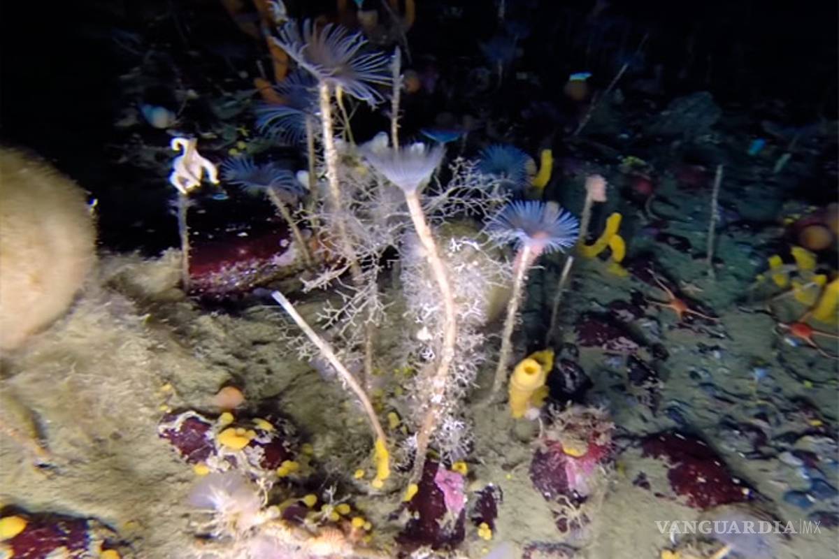 Robot submarino revela una Antártida llena de vida