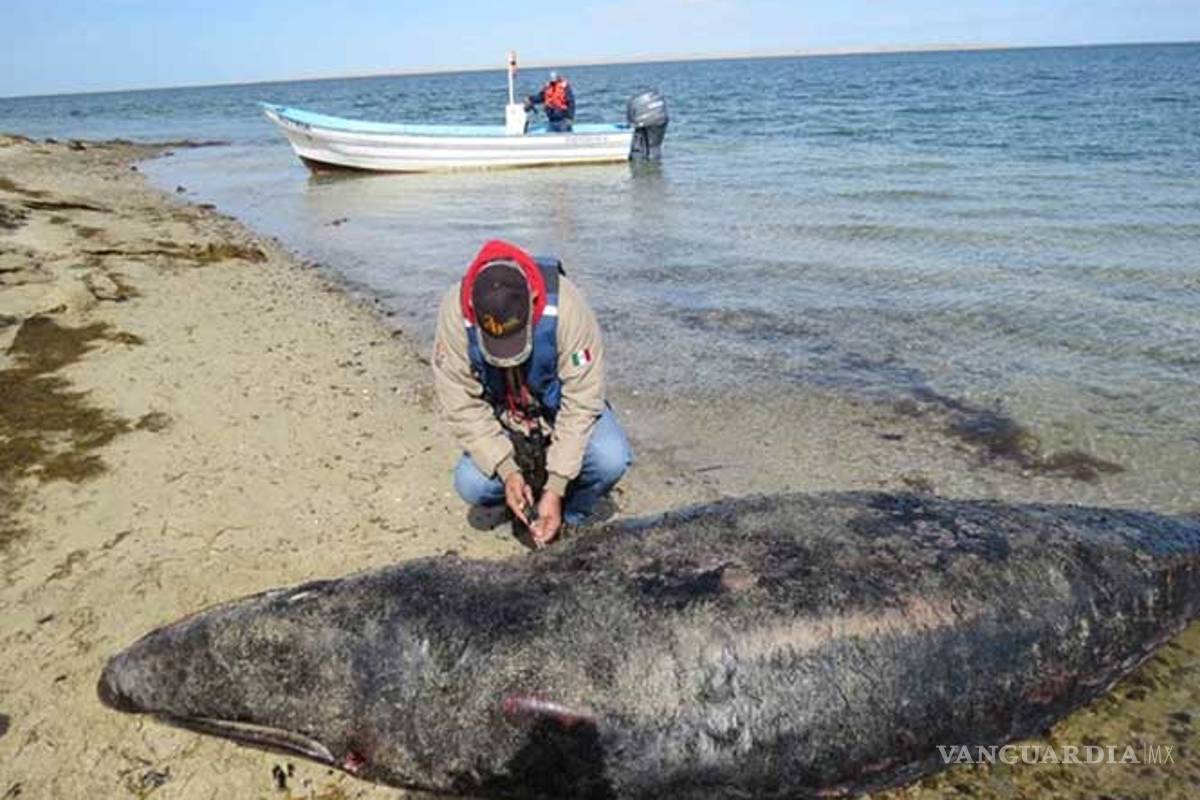 Hallan siete ballenas grises muertas en Baja California Sur